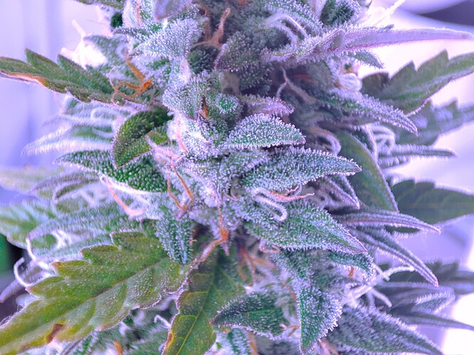 Growreport Bild 11