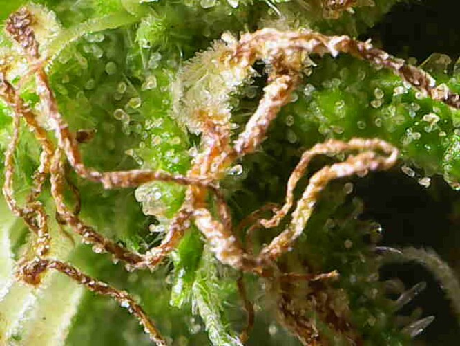 Growreport Bild 41