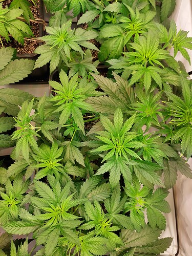 Growreport Bild 3