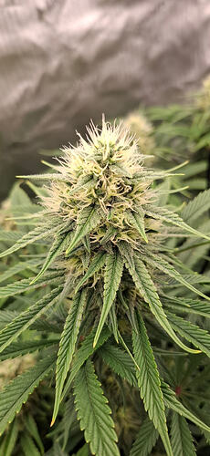 Growreport Bild 4