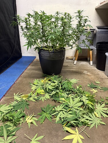 Growreport Bild 35