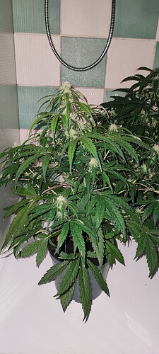Growreport Bild 7