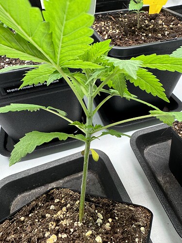 Growreport Bild 7