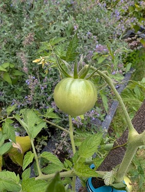 Growreport Bild 27