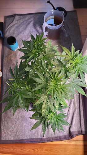 Growreport Bild 4