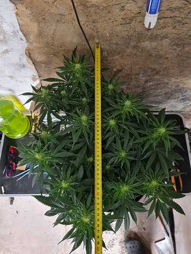 Growreport Bild 14