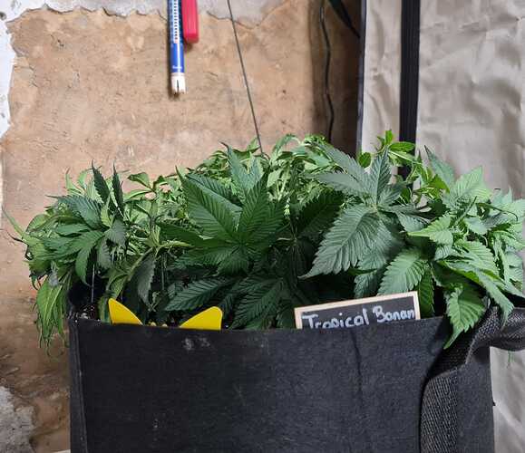 Growreport Bild 9