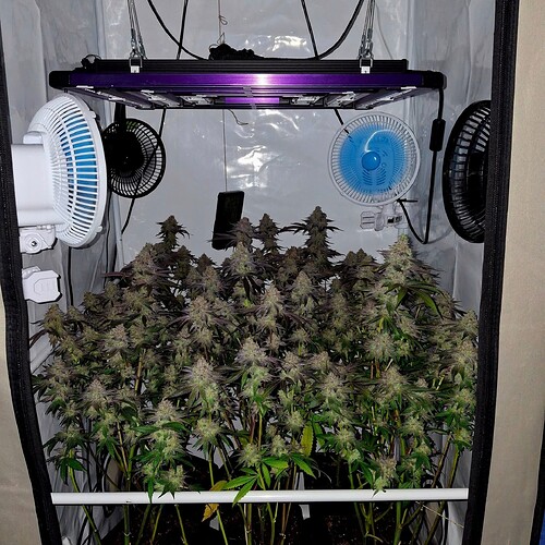 Growreport Bild 27