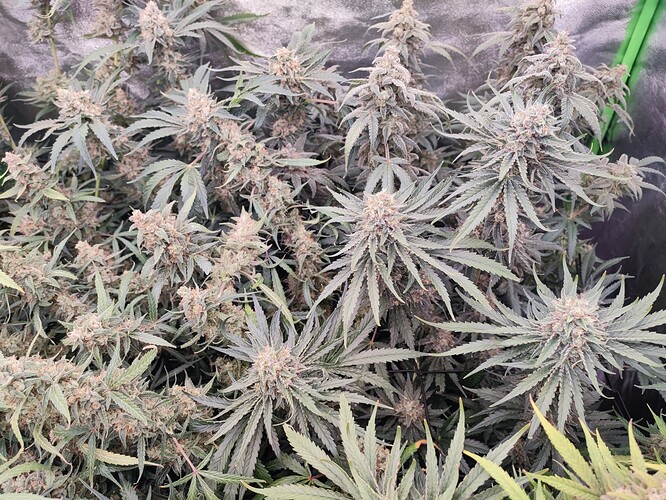 Growreport Bild 31