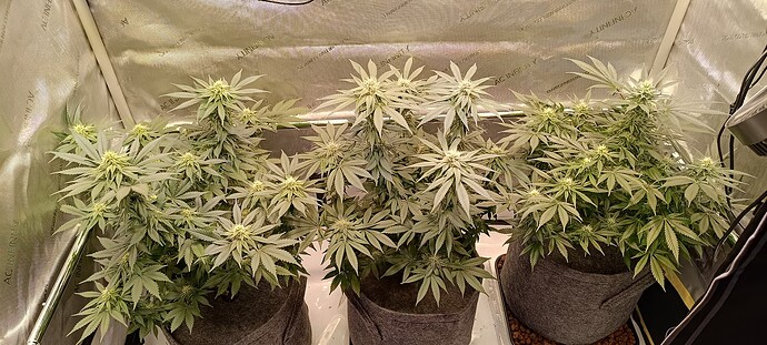 Growreport Bild 7