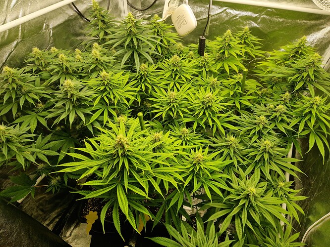 Growreport Bild 2