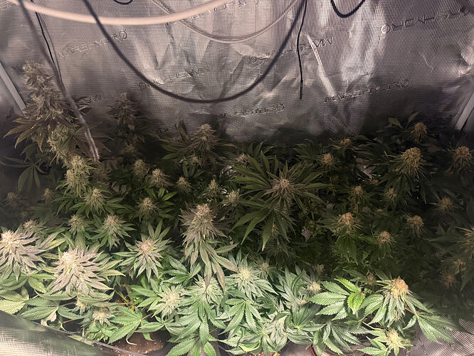 Growreport Bild 15