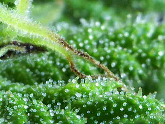 Growreport Bild 9