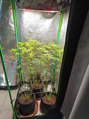 Growreport Bild 9