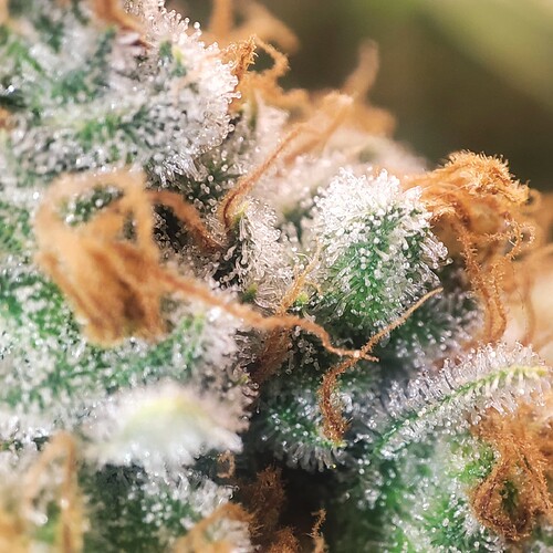 Growreport Bild 74
