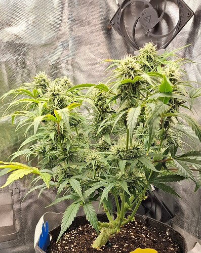 Growreport Bild 3