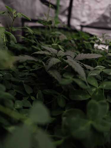 Growreport Bild 12