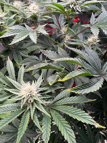 Growreport Bild 3