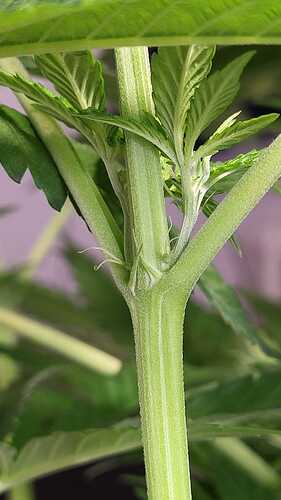 Growreport Bild 3