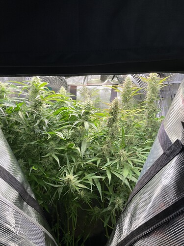 Growreport Bild 1