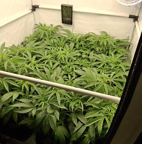 Growreport Bild 20
