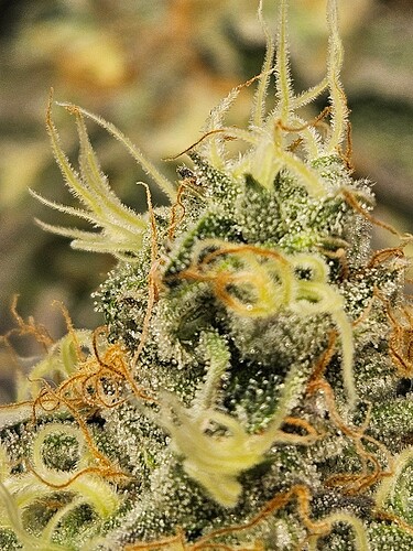Growreport Bild 12