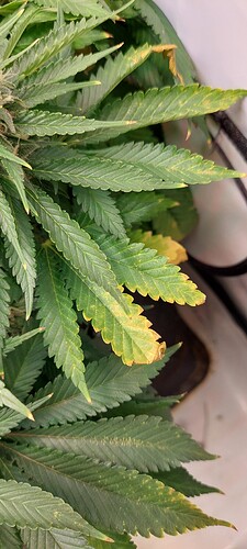 Growreport Bild 2