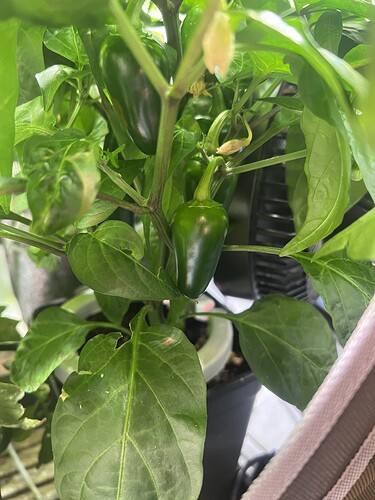Growreport Bild 31