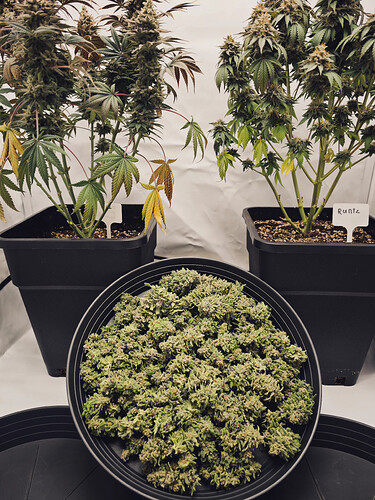 IMG_20250404_130847.HEIF