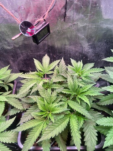 Growreport Bild 7