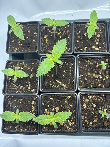 Growreport Bild 4