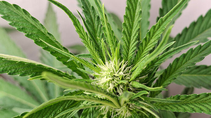 Growreport Bild 289