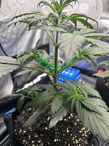 Growreport Bild 1