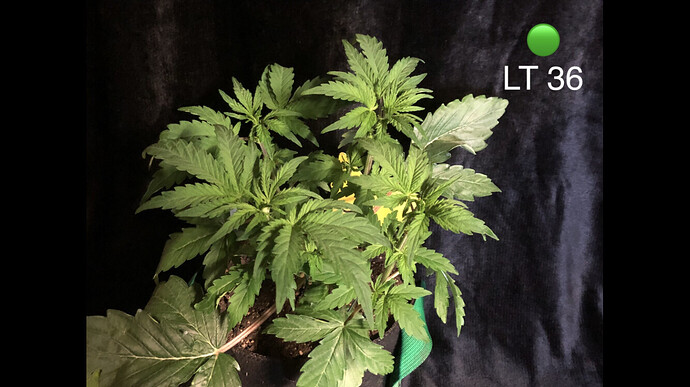 Growreport Bild 43