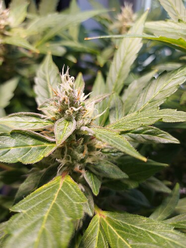 Growreport Bild 13