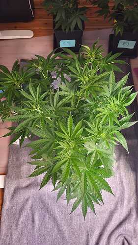 Growreport Bild 22
