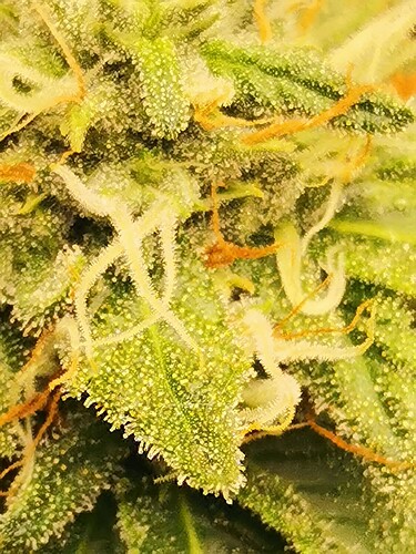 Growreport Bild 10
