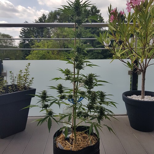 Growreport Bild 11
