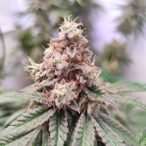 Growreport Bild 20
