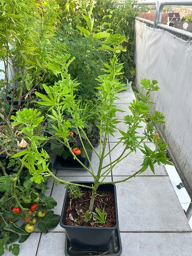 Growreport Bild 86