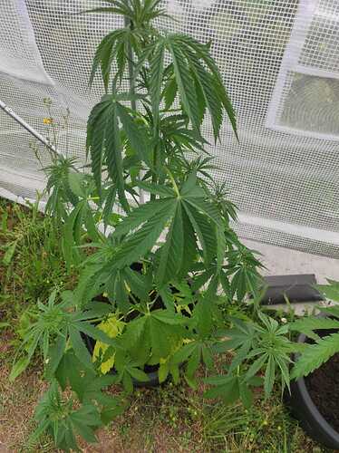 IMG-20240614-WA0004