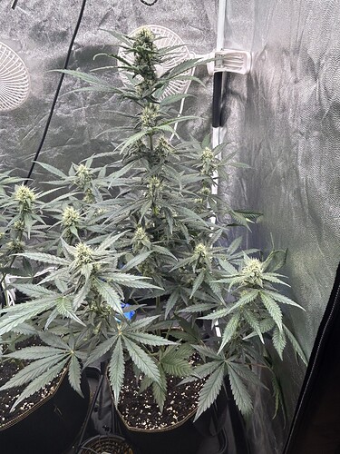 Growreport Bild 3