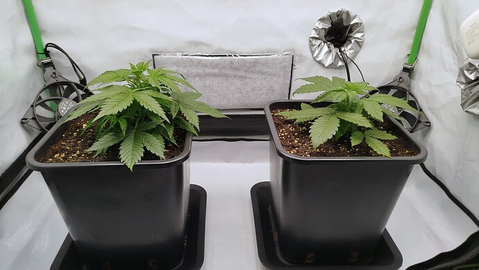 Zwei junge Cannabispflanzen in schwarzen Töpfen in einem Growzelt.
