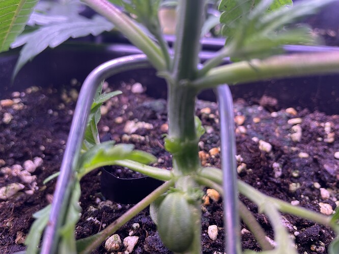Growreport Bild 7