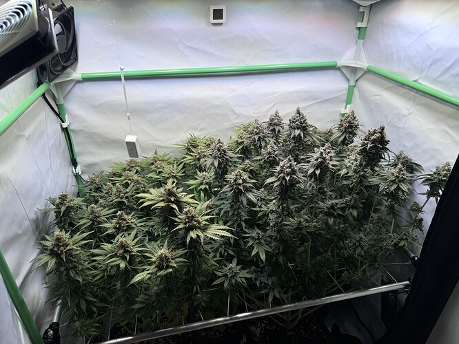 Growreport Bild 41