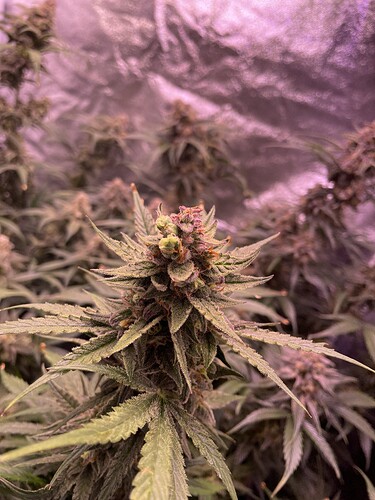 Growreport Bild 13