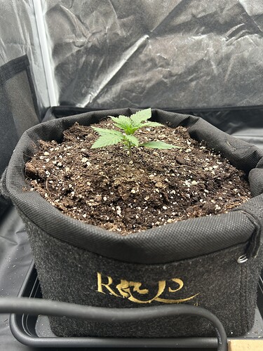 Growreport Bild 4