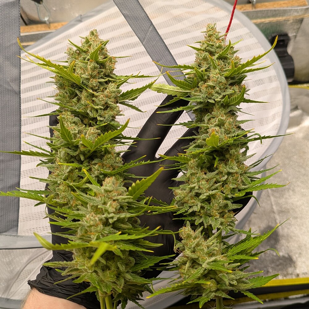 Indica-Grow sponsored by GanjaFarmer: Strawberry Banana