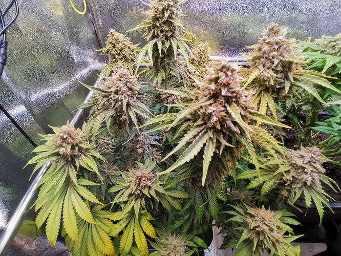 Growreport Bild 15