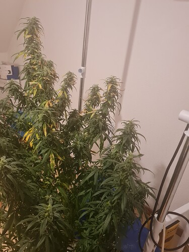 17312333992506150701300772825139